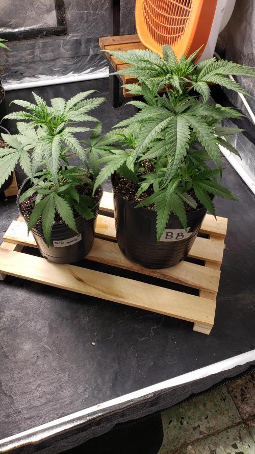 Gorilla🦍 Cookies🍪 FF - indoor. Week 3