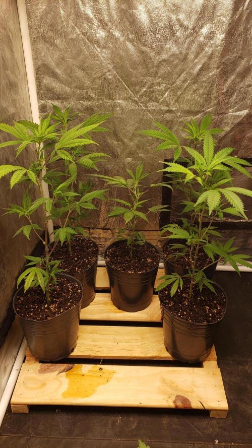 Gorilla🦍 Cookies🍪 FF - indoor. Week 3