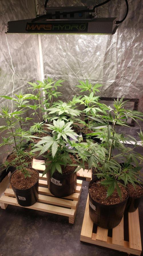 Gorilla🦍 Cookies🍪 FF - indoor. Week 3