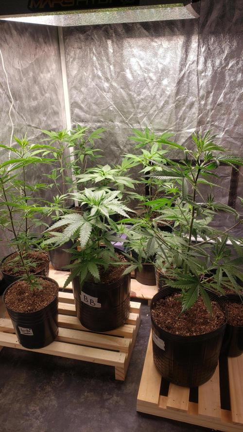 Gorilla🦍 Cookies🍪 FF - indoor. Week 3