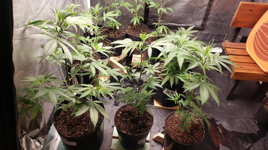 Gorilla🦍 Cookies🍪 FF - indoor. Week 3