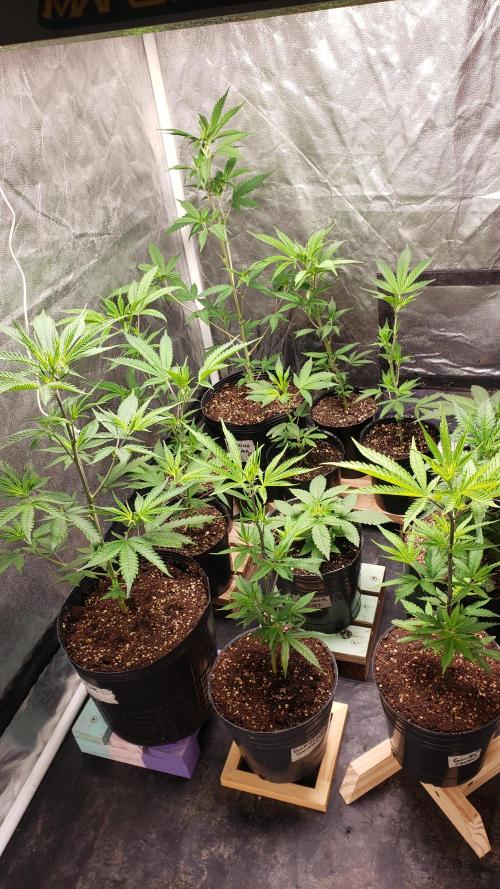 Gorilla🦍 Cookies🍪 FF - indoor. Week 3