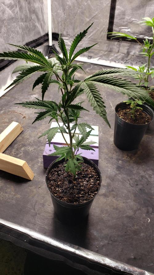 Gorilla🦍 Cookies🍪 FF - indoor. Week 3