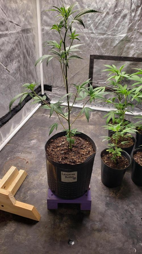 Gorilla🦍 Cookies🍪 FF - indoor. Week 3