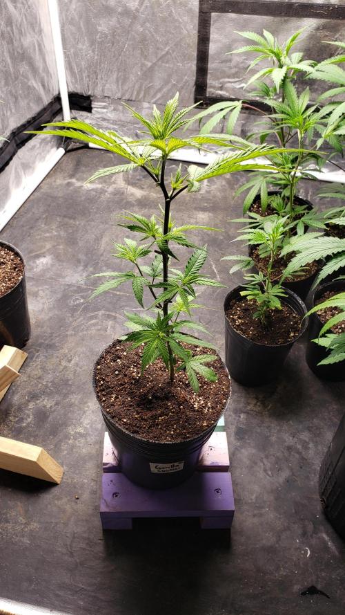 Gorilla🦍 Cookies🍪 FF - indoor. Week 3