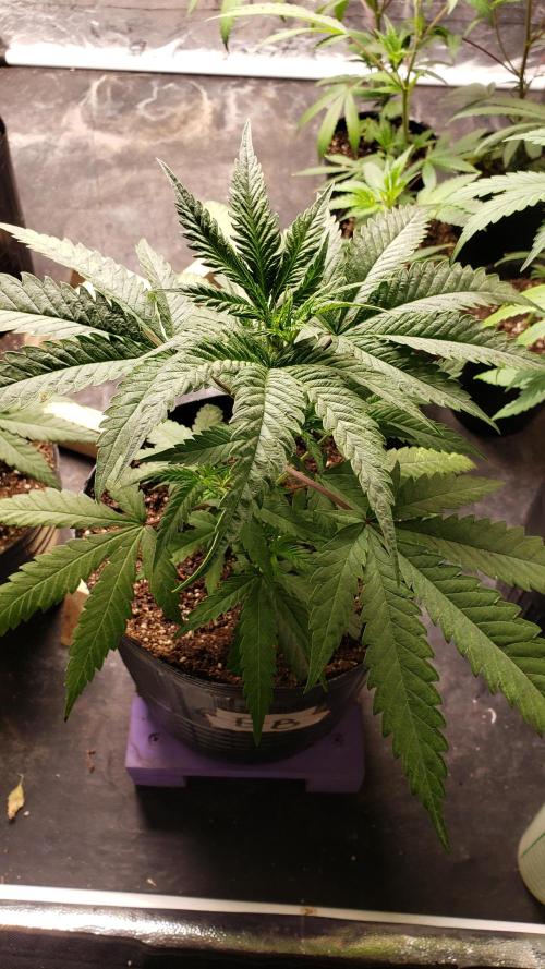 Gorilla🦍 Cookies🍪 FF - indoor. Week 3