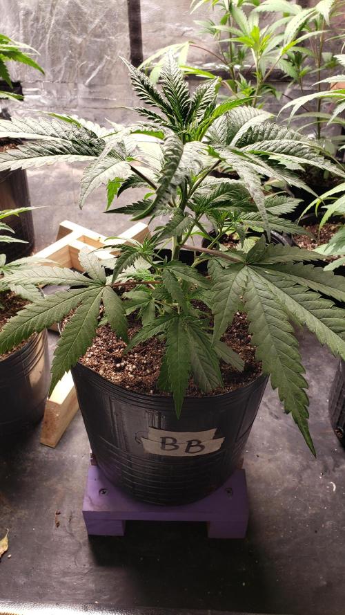 Gorilla🦍 Cookies🍪 FF - indoor. Week 3