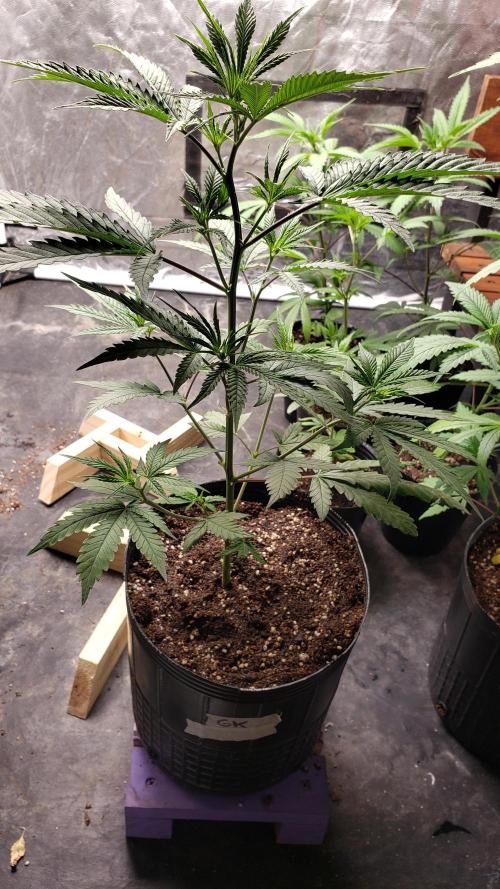 Gorilla🦍 Cookies🍪 FF - indoor. Week 3