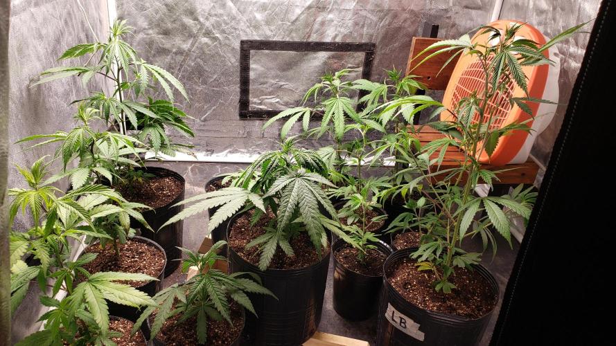 Gorilla🦍 Cookies🍪 FF - indoor. Week 3