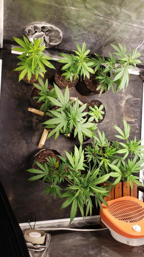 Gorilla🦍 Cookies🍪 FF - indoor. Week 3