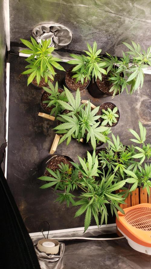 Gorilla🦍 Cookies🍪 FF - indoor. Week 3