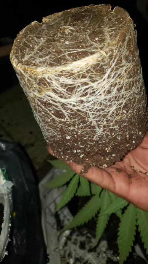 Gorilla🦍 Cookies🍪 FF - indoor. Week 3