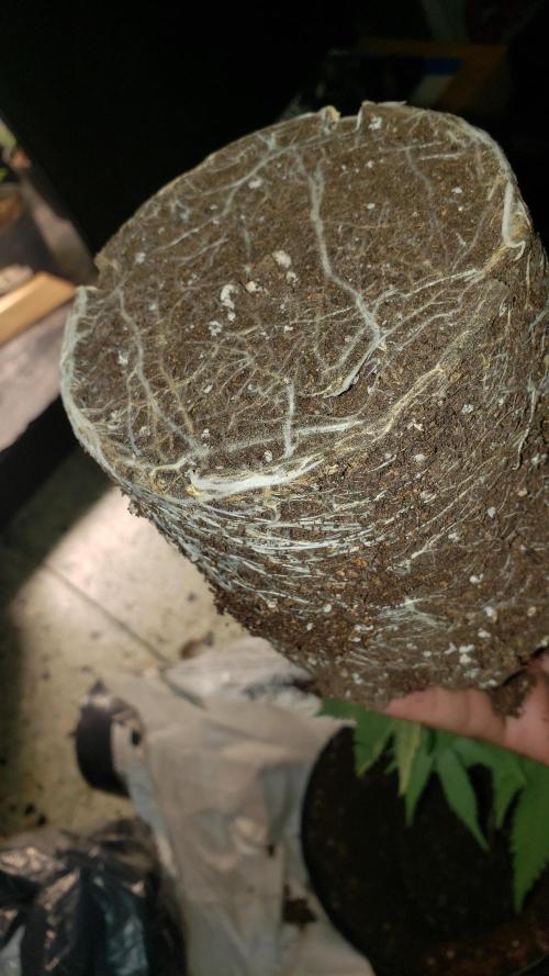 Gorilla🦍 Cookies🍪 FF - indoor. Week 3