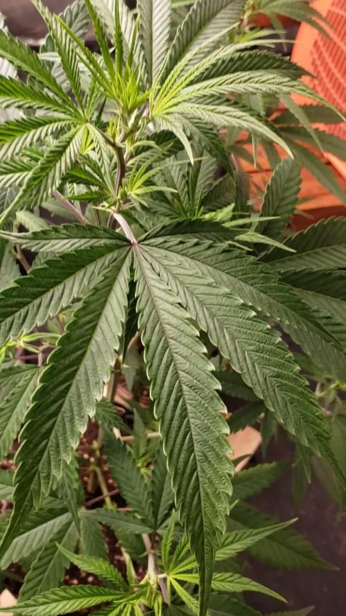 Gorilla🦍 Cookies🍪 FF - indoor