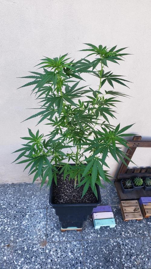 BIG BANG  divine seeds - Outdoor2026. Week 15