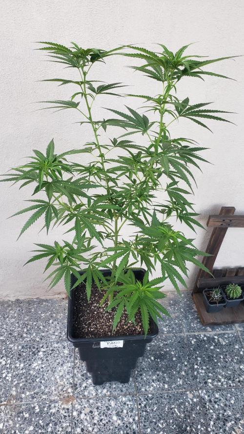 BIG BANG  divine seeds - Outdoor2026. Week 15