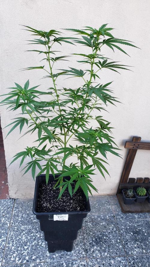 BIG BANG  divine seeds - Outdoor2026. Week 15