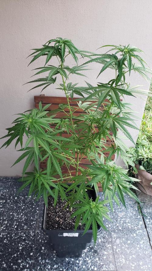 BIG BANG  divine seeds - Outdoor2026. Week 15