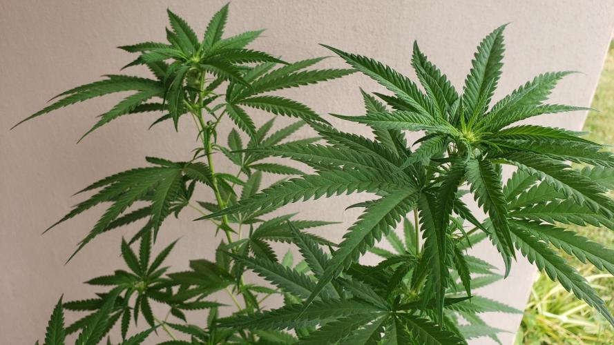 BIG BANG  divine seeds - Outdoor2026. Week 15