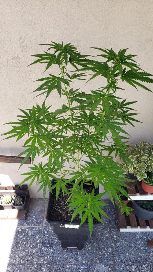 BIG BANG  divine seeds - Outdoor2026. Week 15