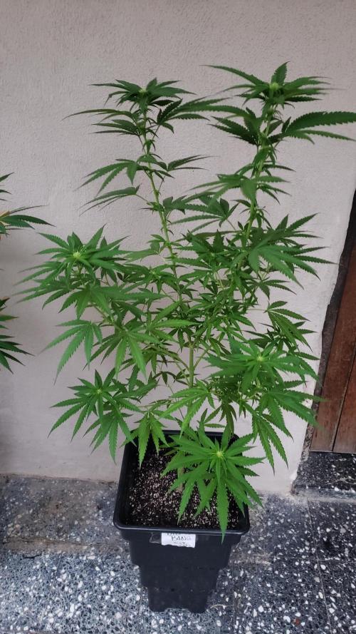 BIG BANG  divine seeds - Outdoor2026. Week 15