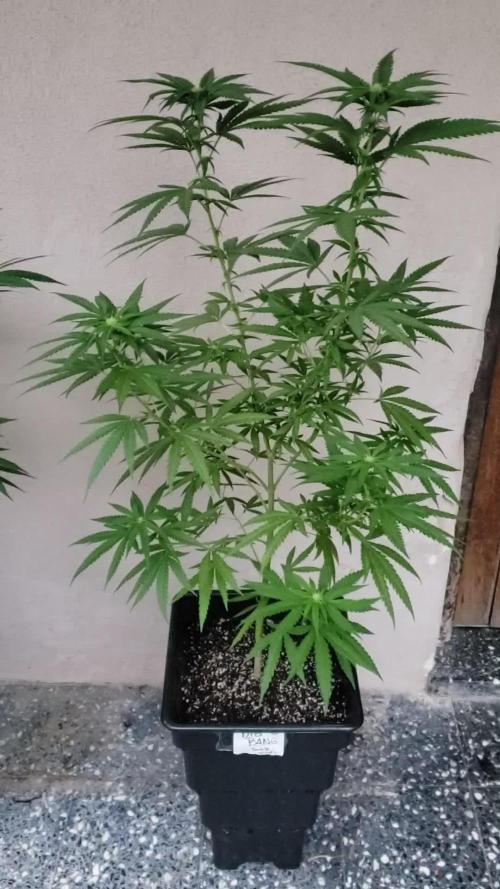 BIG BANG  divine seeds - Outdoor2026