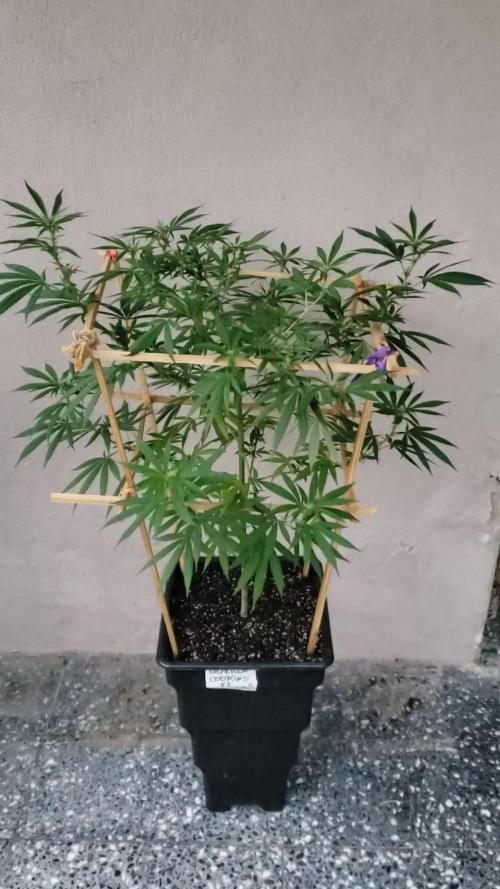 Gorilla Cookies FF - Outdoor 2026