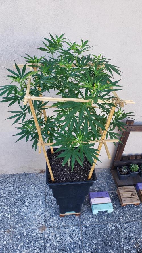 Gorilla Cookies FF - Outdoor 2026. Week 12
