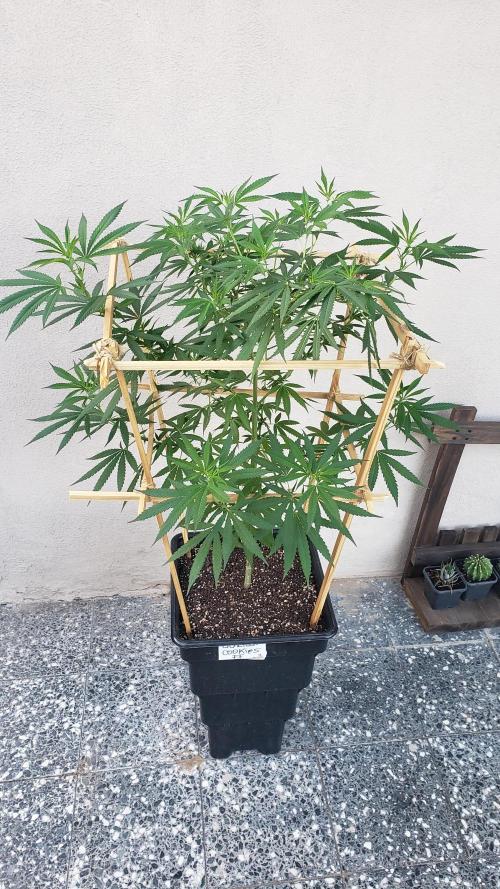 Gorilla Cookies FF - Outdoor 2026. Week 12