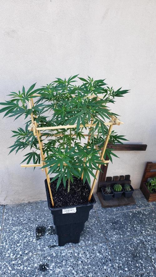 Gorilla Cookies FF - Outdoor 2026. Week 12