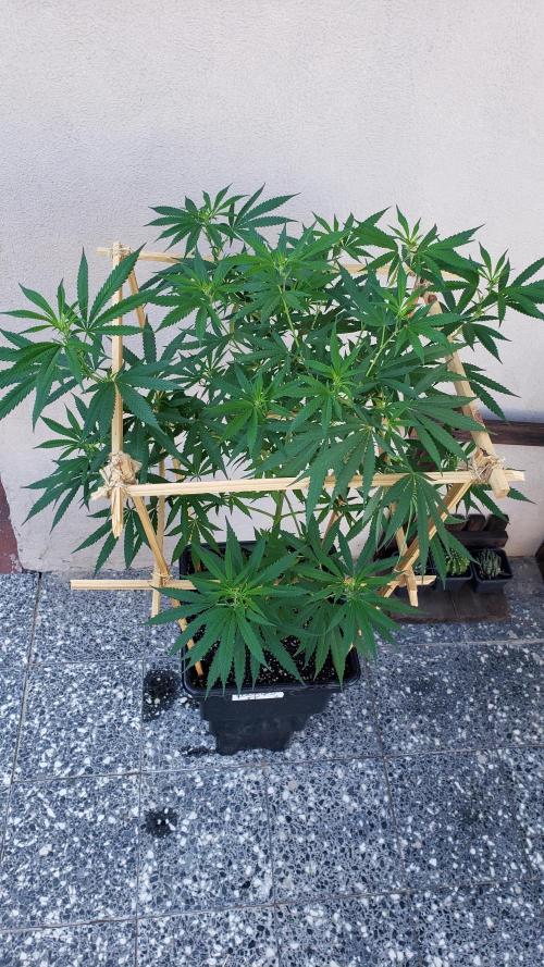 Gorilla Cookies FF - Outdoor 2026. Week 12