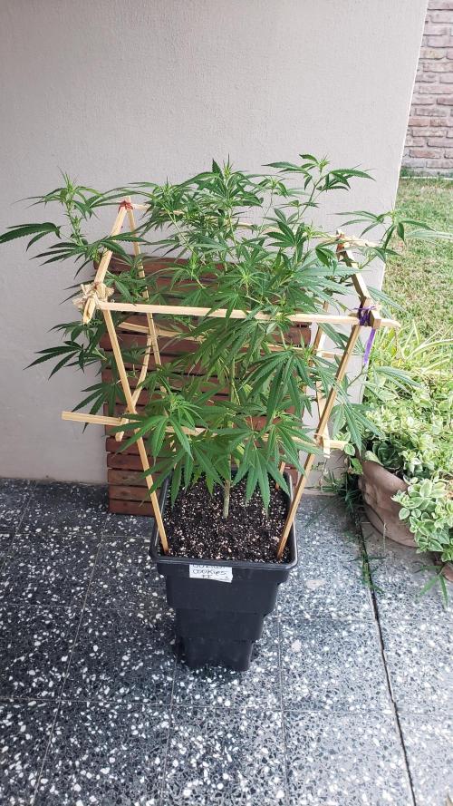 Gorilla Cookies FF - Outdoor 2026. Week 12