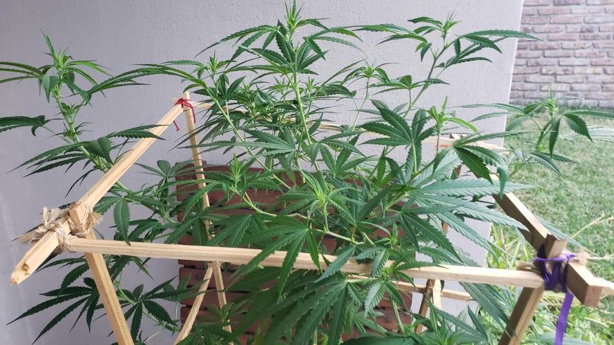 Gorilla Cookies FF - Outdoor 2026. Week 12