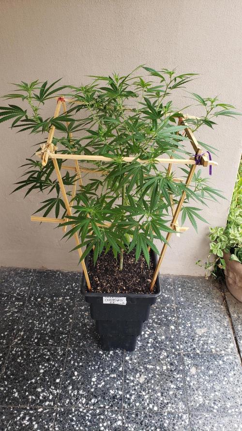 Gorilla Cookies FF - Outdoor 2026. Week 12