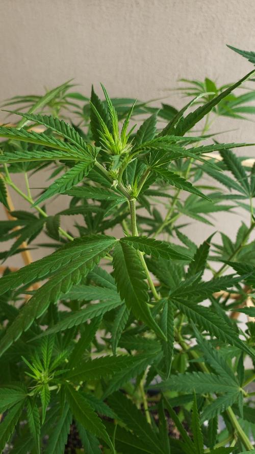 Gorilla Cookies FF - Outdoor 2026. Week 12