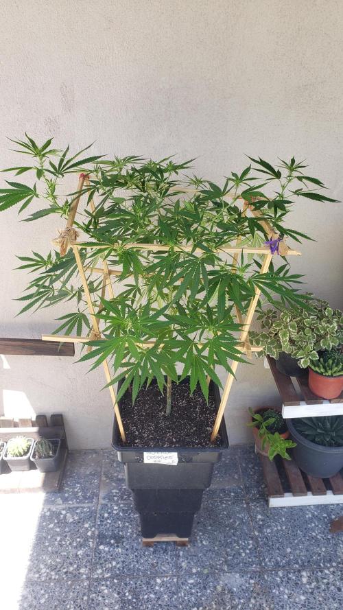 Gorilla Cookies FF - Outdoor 2026. Week 12