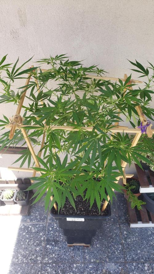 Gorilla Cookies FF - Outdoor 2026. Week 12