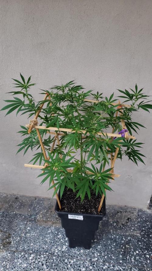 Gorilla Cookies FF - Outdoor 2026. Week 12
