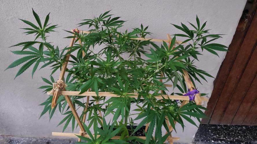 Gorilla Cookies FF - Outdoor 2026. Week 12