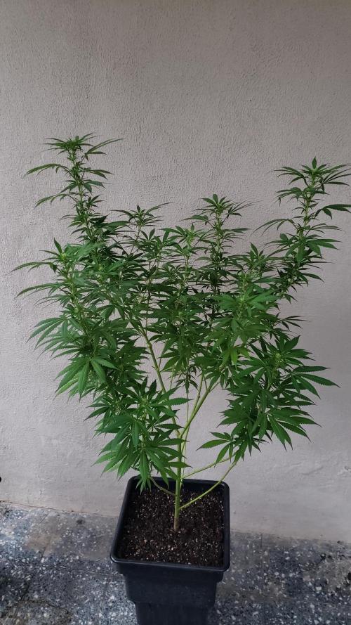 Laughing Budda  - Outdoor 2026. Week 16