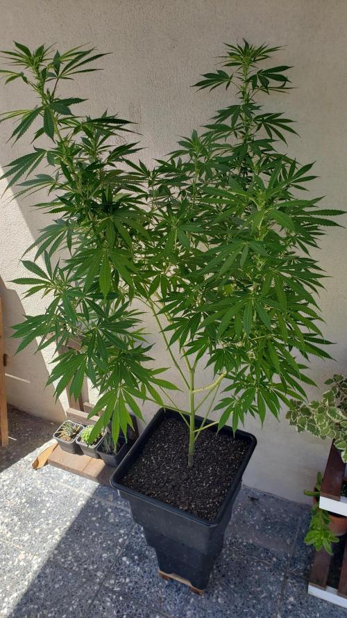 Laughing Budda  - Outdoor 2026. Week 16