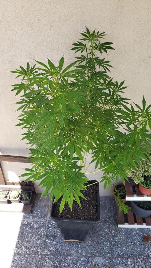 Laughing Budda  - Outdoor 2026. Week 16