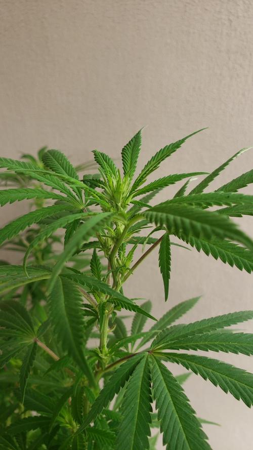 Laughing Budda  - Outdoor 2026. Week 16