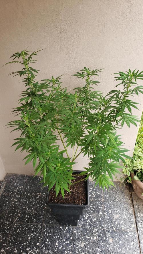 Laughing Budda  - Outdoor 2026. Week 16