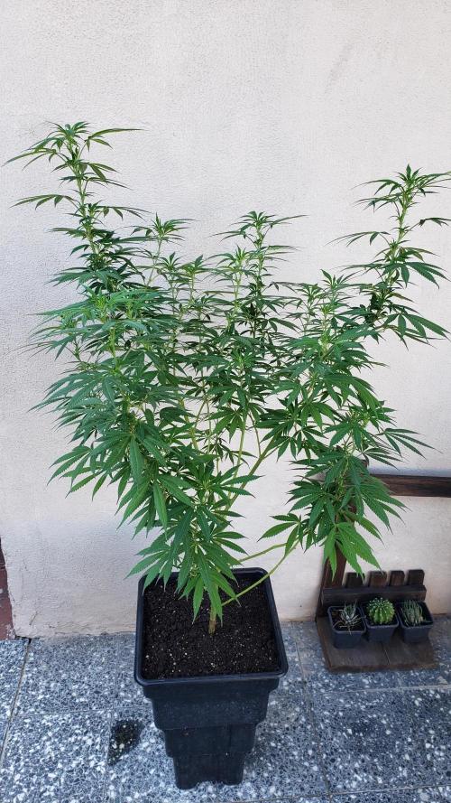 Laughing Budda  - Outdoor 2026. Week 16