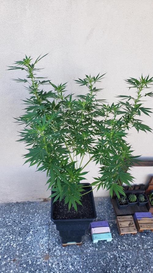 Laughing Budda  - Outdoor 2026. Week 16