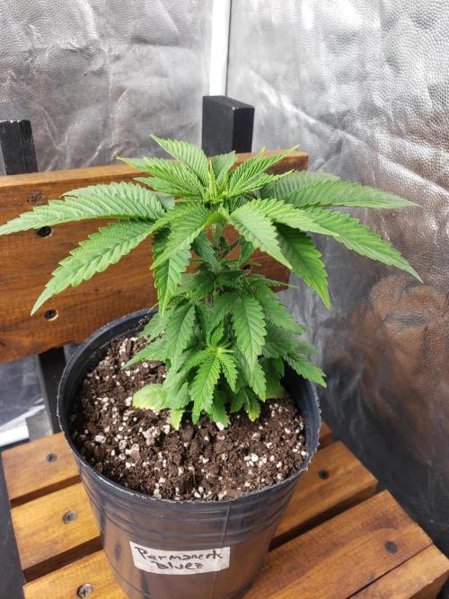 Permanent Bluez indoor. Week 5