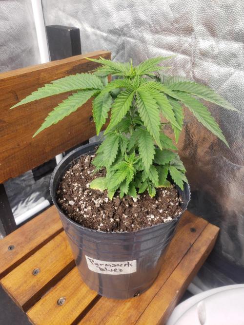 Permanent Bluez indoor. Week 5