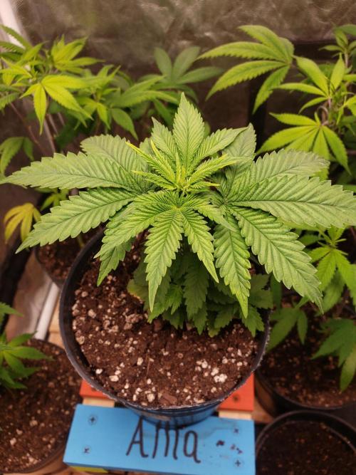 Permanent Bluez indoor. Week 5