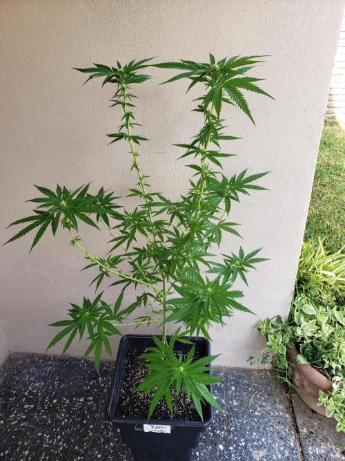 BIG BANG  divine seeds - Outdoor2026. Week 16